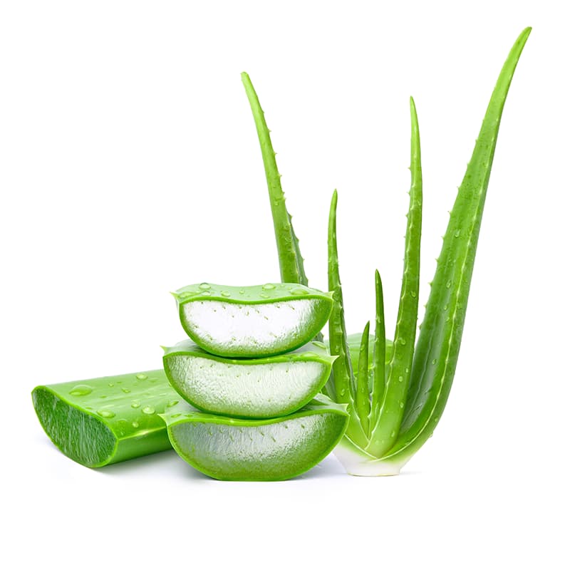 چگونه از گیاه آلوئه ورا مراقبت کنیم ؟
